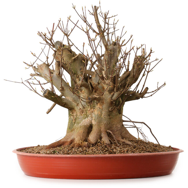 Acer buergerianum, 38 cm, ± 25 anni, con nebari di 30 cm