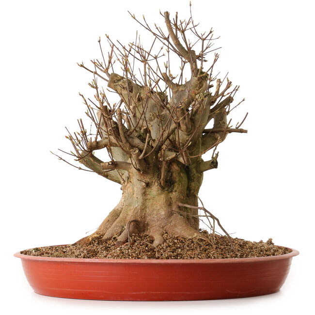 Acer buergerianum, 38 cm, ± 25 ans, avec un nebari de 30 cm