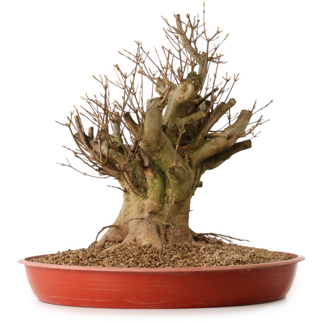 Acer buergerianum, 38 cm, ± 25 anni, con nebari di 30 cm