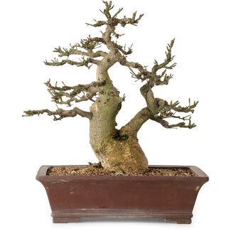 Euonymus alatus, 38 cm, ± 25 anni