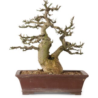 Euonymus alatus, 38 cm, ± 25 years old