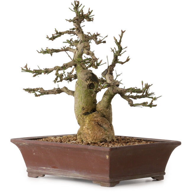 Euonymus alatus, 38 cm, ± 25 jaar oud, met een nebari van 12 cm