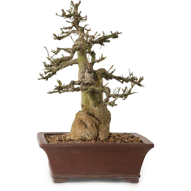 Euonymus alatus, 38 cm, ± 25 years old, with a nebari of 12 cm