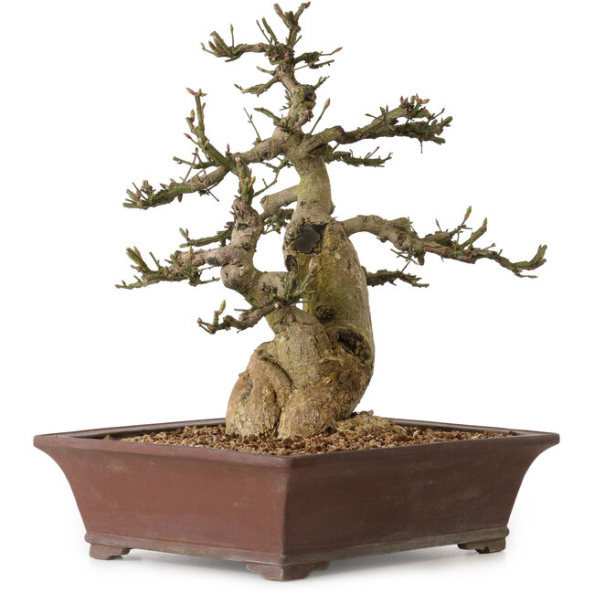 Euonymus alatus, 38 cm, ± 25 years old, with a nebari of 12 cm