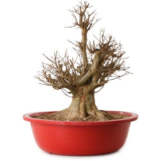 Acer buergerianum, 54 cm, ± 25 years old