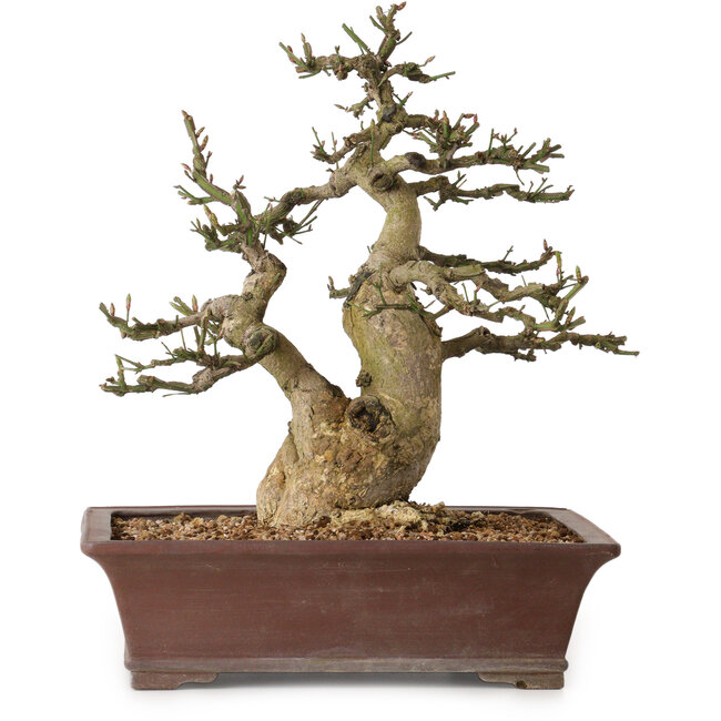 Euonymus alatus, 38 cm, ± 25 Jahre alt, mit einem Nebari von 12 cm