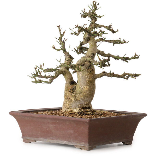 Euonymus alatus, 38 cm, ± 25 jaar oud, met een nebari van 12 cm