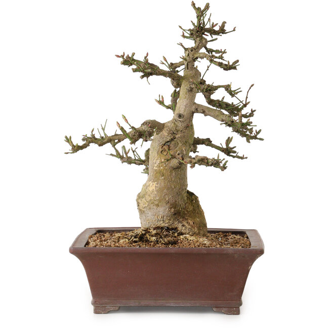 Euonymus alatus, 38 cm, ± 25 Jahre alt, mit einem Nebari von 12 cm