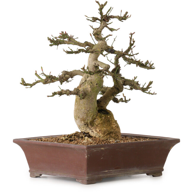 Euonymus alatus, 38 cm, ± 25 anni, con un nebari di 12 cm