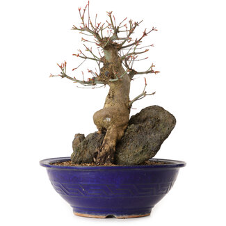 Acer palmatum, 40 cm, ± 35 jaar oud