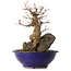Acer palmatum, 40 cm, ± 35 ans