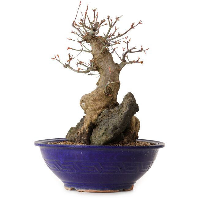 Acero palmato, 40 cm, circa 35 anni