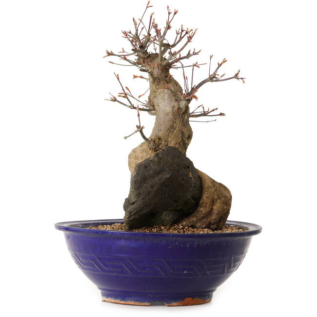 Acer palmatum, 40 cm, ± 35 ans