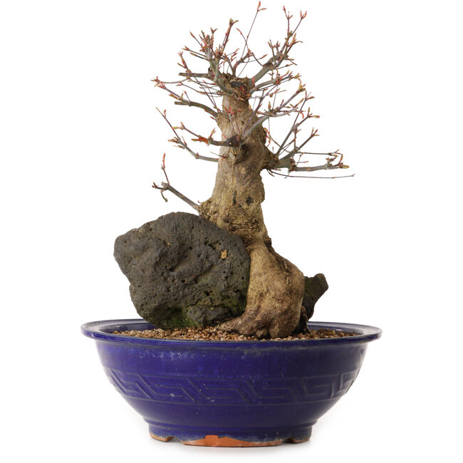 Acero palmato, 40 cm, circa 35 anni