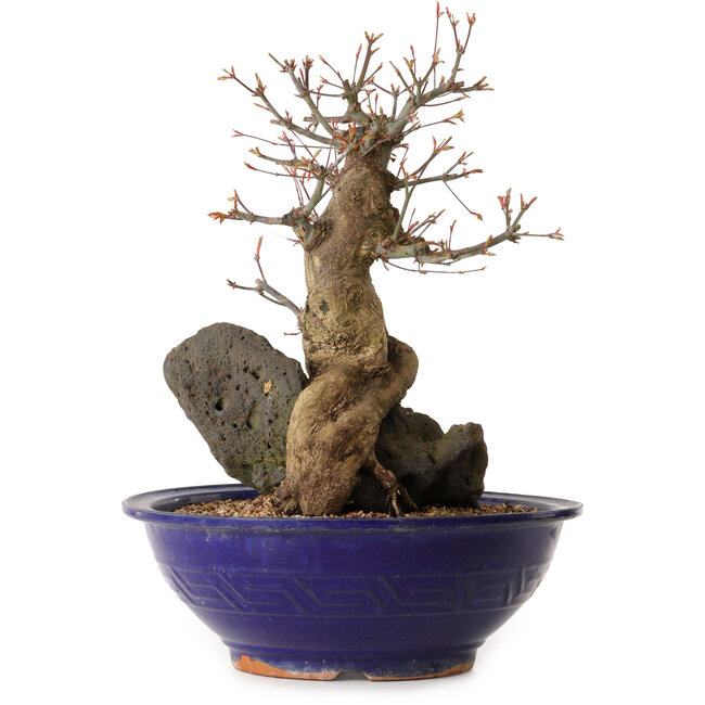 Acer palmatum, 40 cm, ± 35 ans