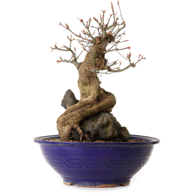 Acer palmatum, 40 cm, ± 35 jaar oud