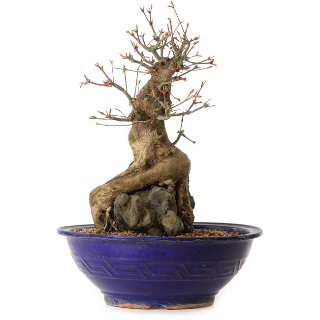 Acer palmatum, 40 cm, ± 35 jaar oud