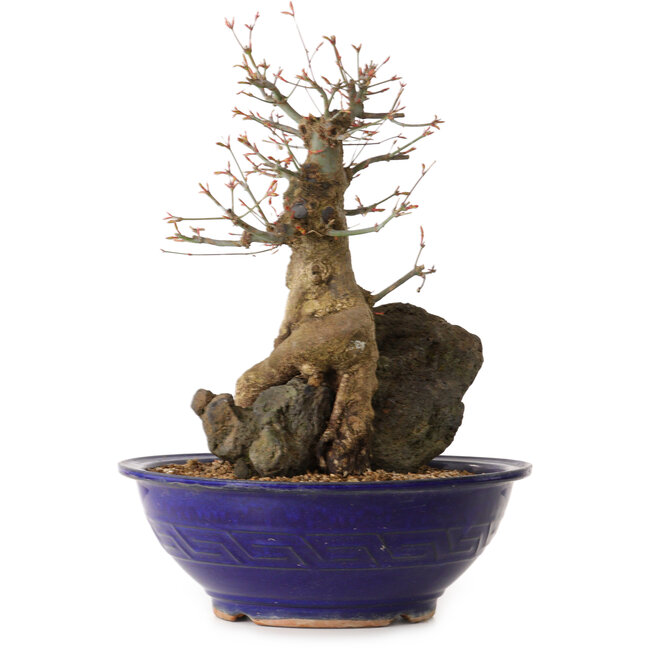 Acer palmatum, 40 cm, ± 35 jaar oud