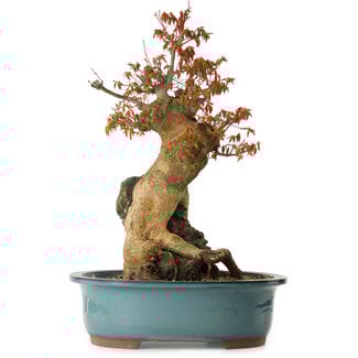 Acer palmatum, 52 cm, ± 35 years old