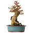 Acer palmatum, 52 cm, ± 35 years old
