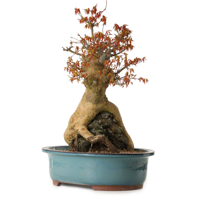 Acer palmatum, 52 cm, ± 35 years old