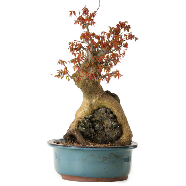 Acer palmatum, 52 cm, ± 35 years old