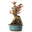 Acer palmatum, 52 cm, ± 35 years old