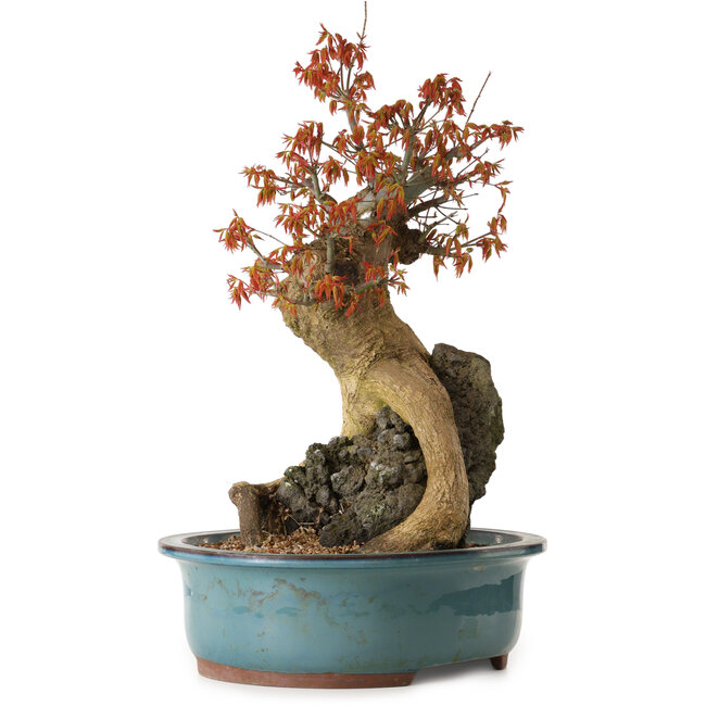 Acer palmatum, 52 cm, ± 35 years old