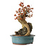 Acer palmatum, 52 cm, ± 35 years old
