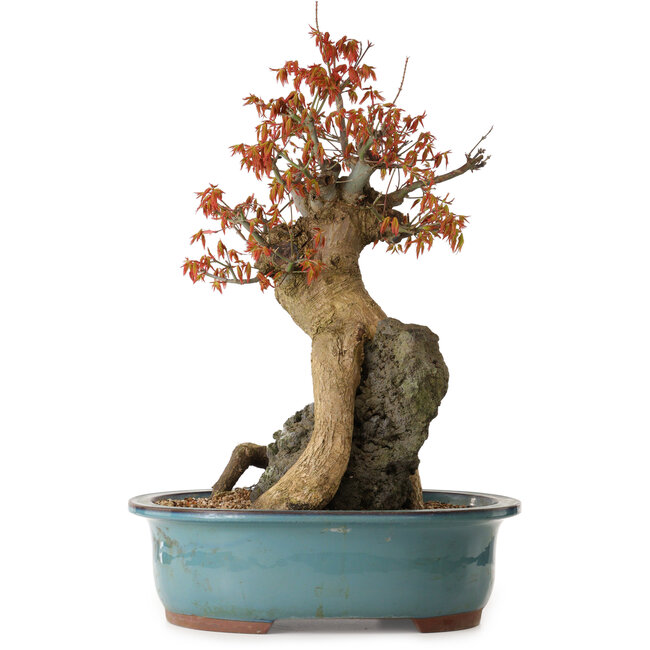 Acer palmatum, 52 cm, ± 35 years old