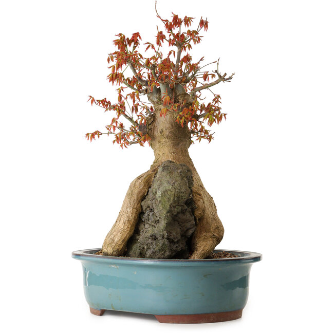 Acer palmatum, 52 cm, ± 35 years old