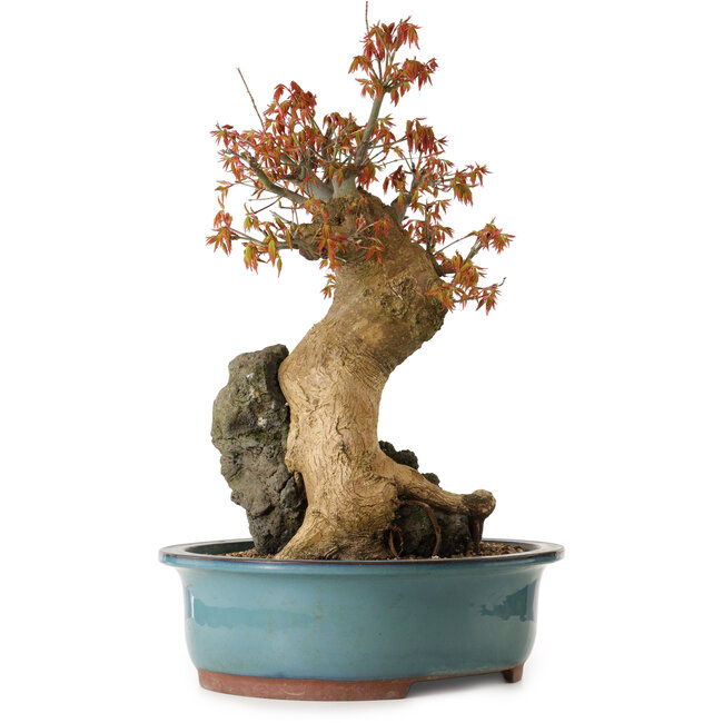 Acer palmatum, 52 cm, ± 35 years old