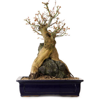 Acer palmatum, 52 cm, ± 40 años de edad