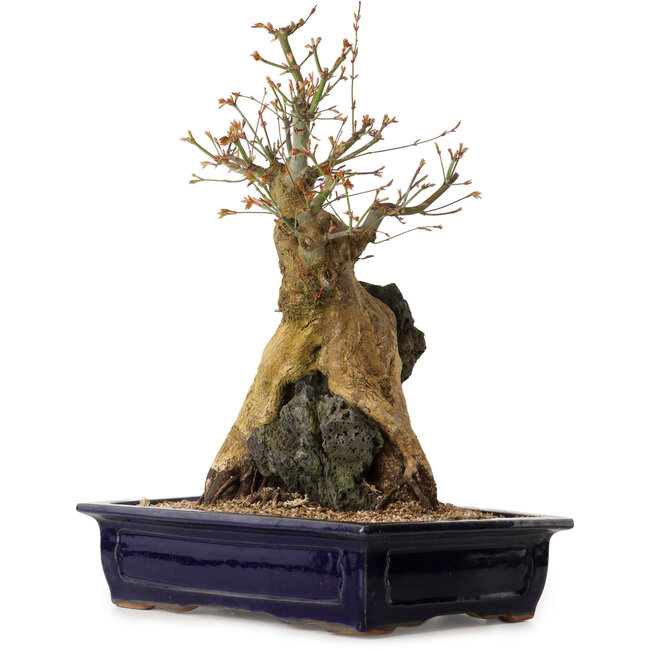 Acer palmatum, 52 cm, ± 40 years old