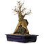 Acer palmatum, 52 cm, ± 40 ans