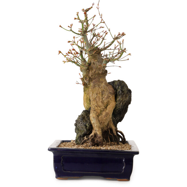 Acer palmatum, 52 cm, ± 40 ans