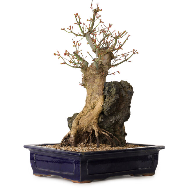 Acer palmatum, 52 cm, ± 40 años de edad