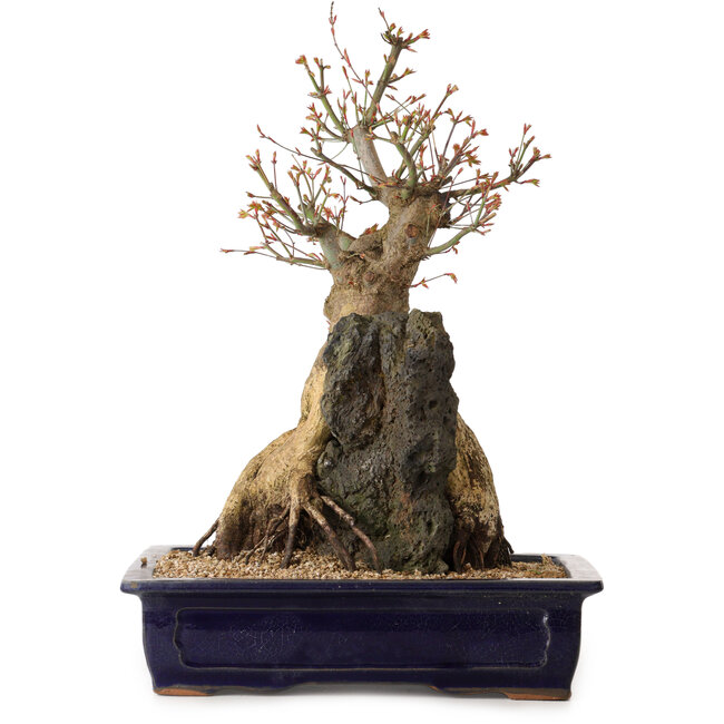 Acero palmato, 52 cm, circa 40 anni