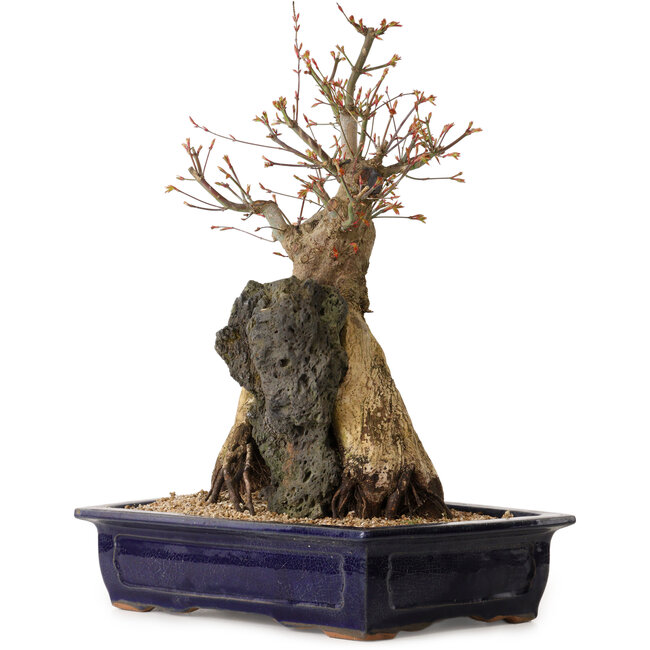 Acer palmatum, 52 cm, ± 40 years old