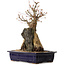 Acer palmatum, 52 cm, ± 40 ans