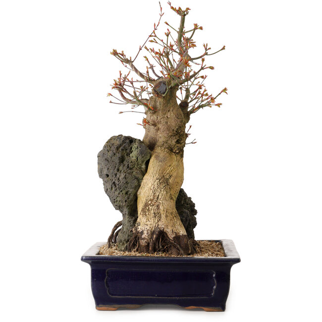 Acer palmatum, 52 cm, ± 40 ans