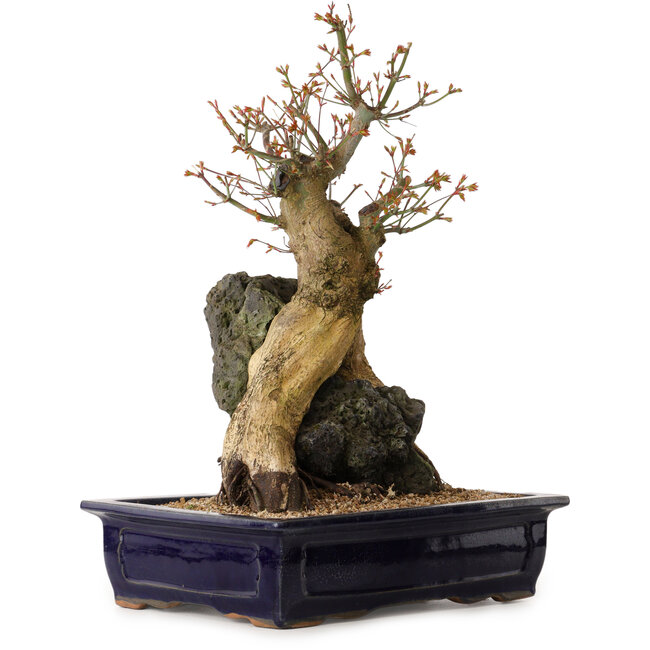 Acer palmatum, 52 cm, ± 40 años de edad