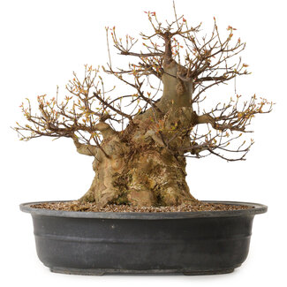 Acer buergerianum, 47 cm, ± 35 anni