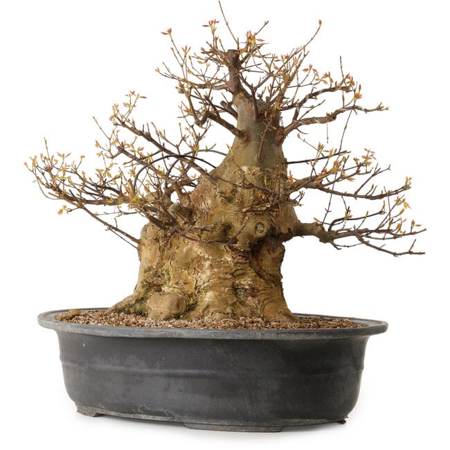 Acer buergerianum, 47 cm, ca. 35 Jahre alt, mit einem Wurzelhals von 35 cm