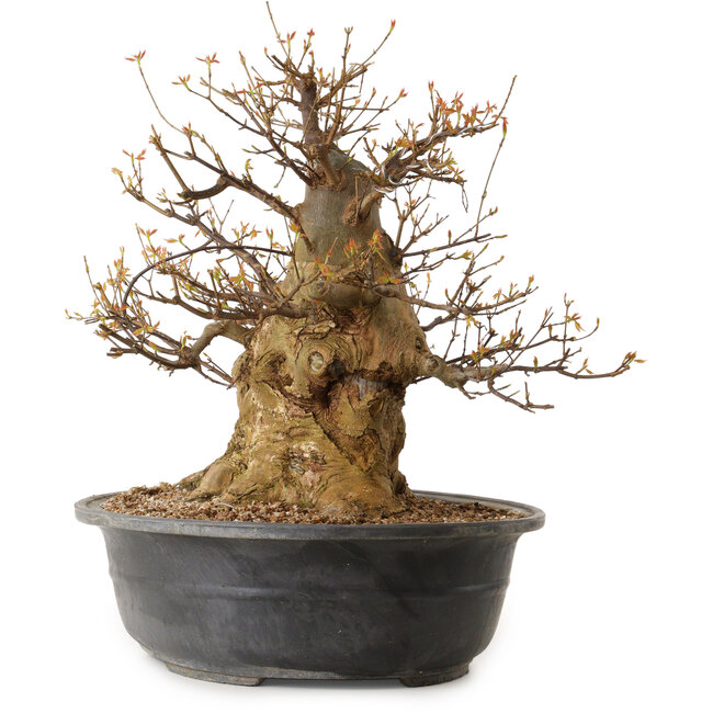 Acer buergerianum, 47 cm, ± 35 ans, avec un nebari de 35 cm