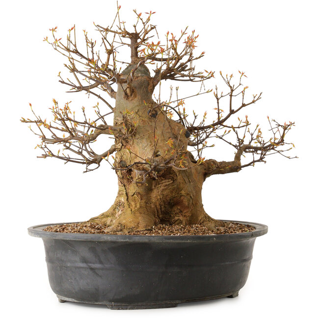 Acer buergerianum, 47 cm, ± 35 jaar oud, met een nebari van 35 cm