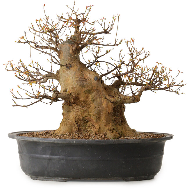 Acer buergerianum, 47 cm, ± 35 años, con un nebari de 35 cm