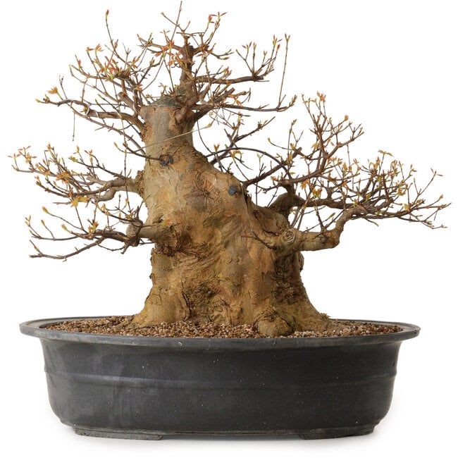 Acer buergerianum, 47 cm, ca. 35 Jahre alt, mit einem Wurzelhals von 35 cm