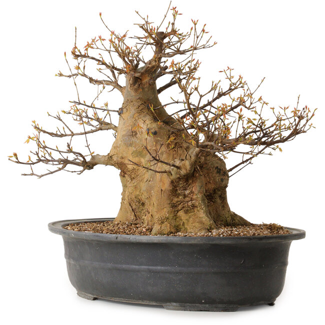 Acer buergerianum, 47 cm, ± 35 ans, avec un nebari de 35 cm