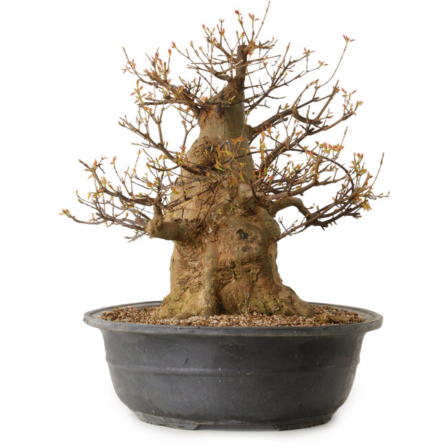 Acer buergerianum, 47 cm, ± 35 jaar oud, met een nebari van 35 cm